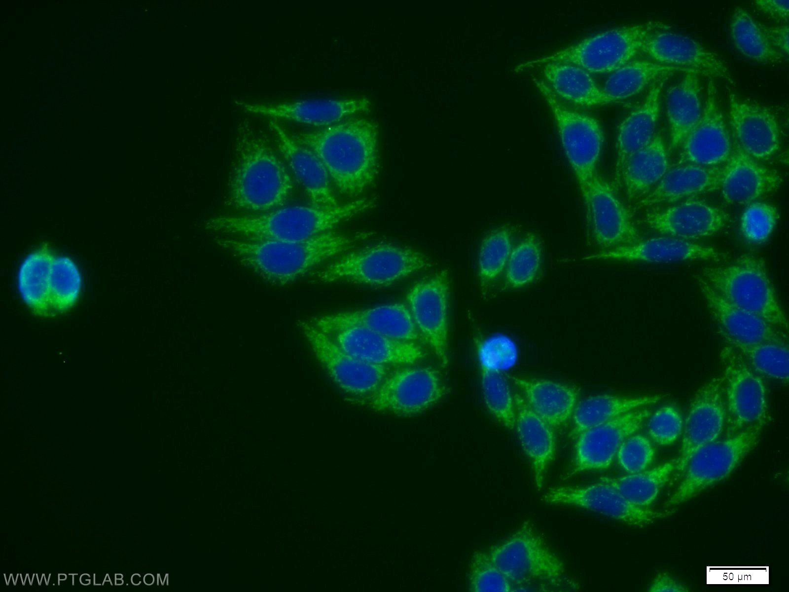 Immunofluorescence (IF) / fluorescent staining of HepG2 cells using EID1 Polyclonal antibody (11734-1-AP)