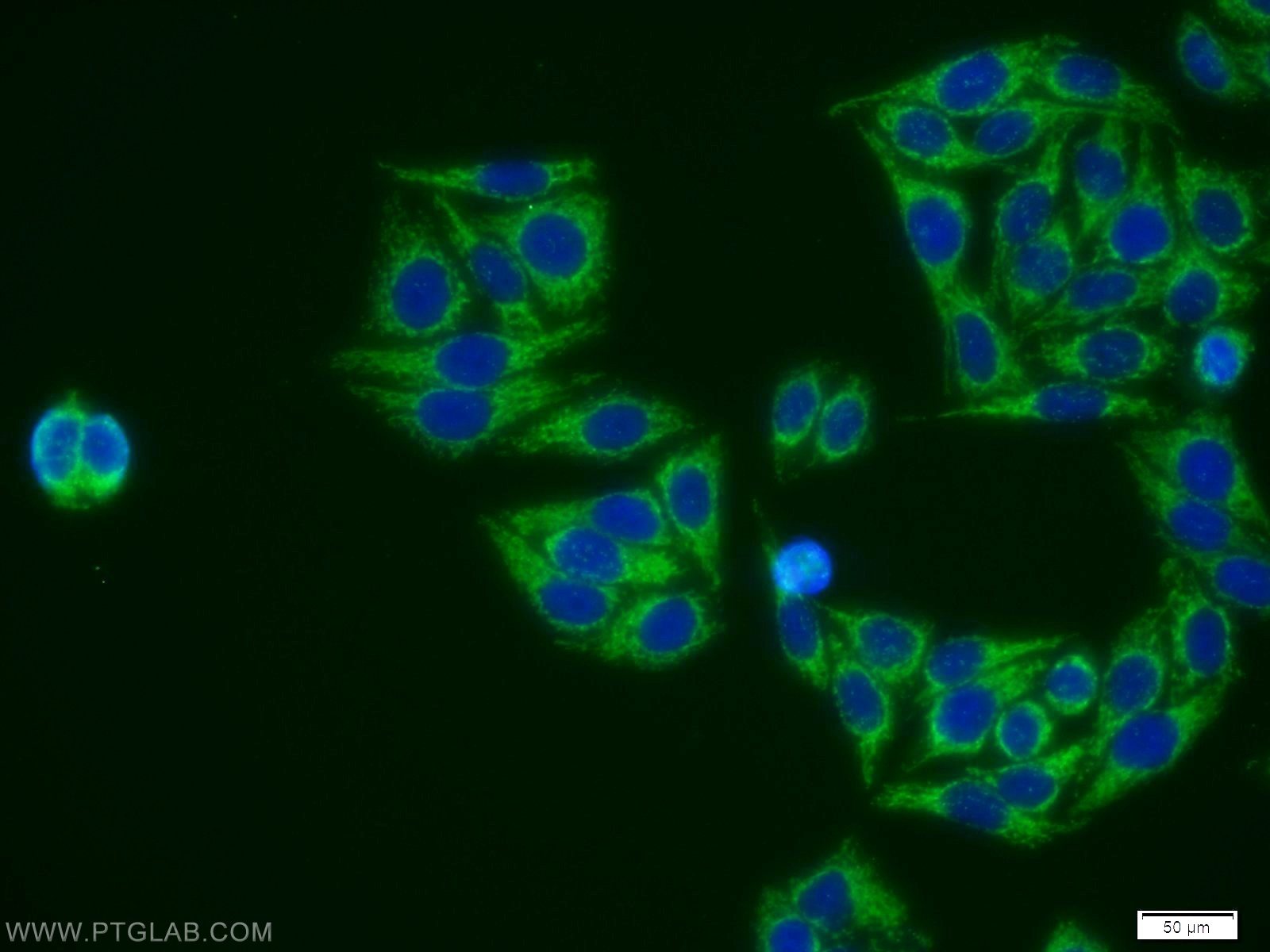 IF Staining of HepG2 using 11734-1-AP