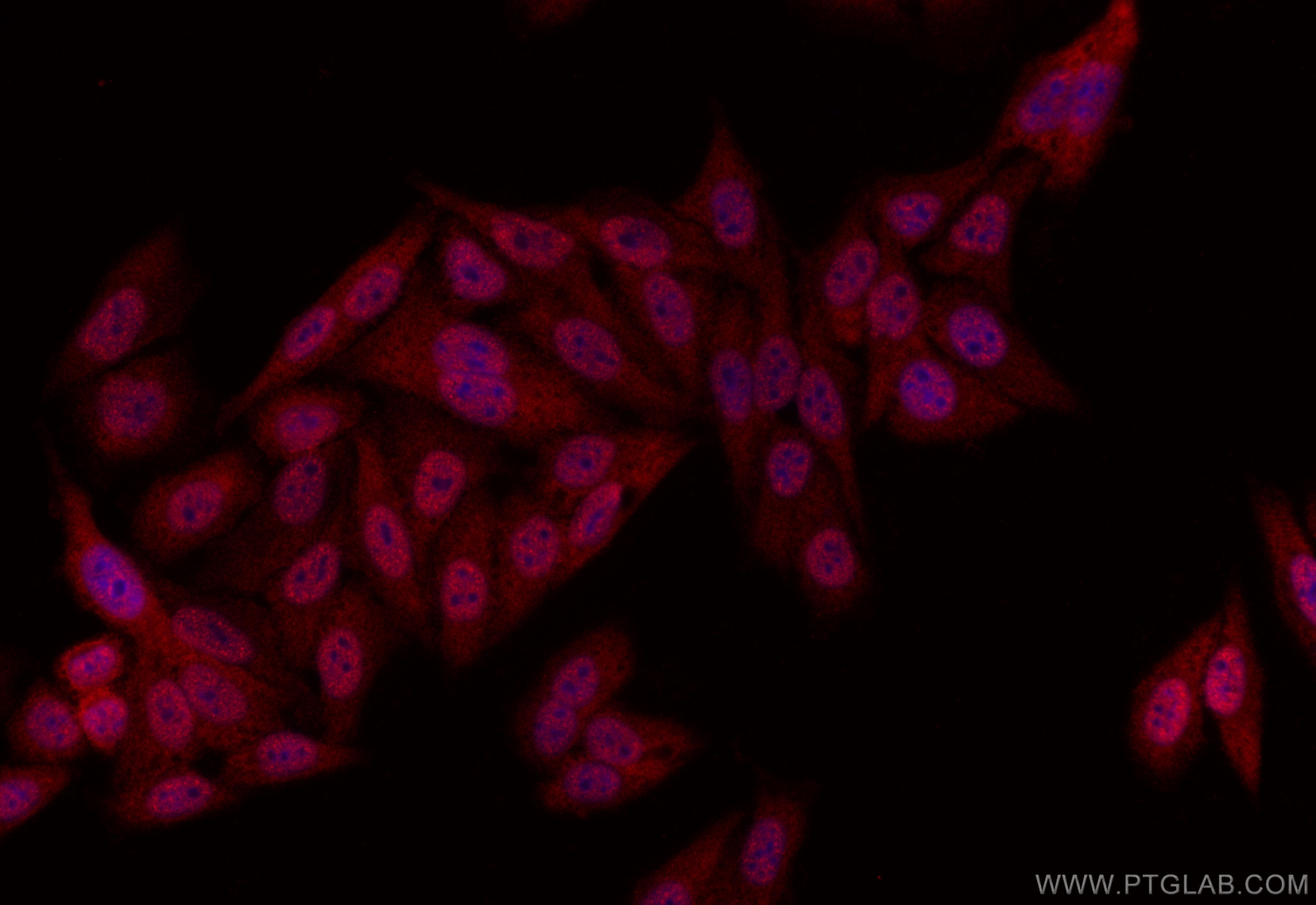 Immunofluorescence (IF) / fluorescent staining of HepG2 cells using EID1 Polyclonal antibody (11734-1-AP)