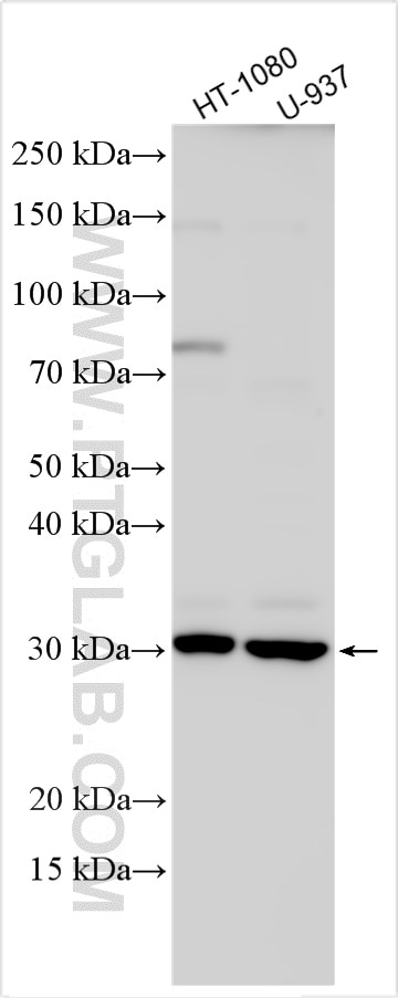 Western Blot (WB) analysis of various lysates using EID1 Polyclonal antibody (11734-1-AP)