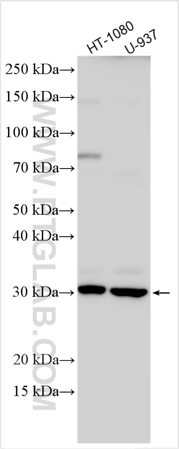 WB analysis using 11734-1-AP