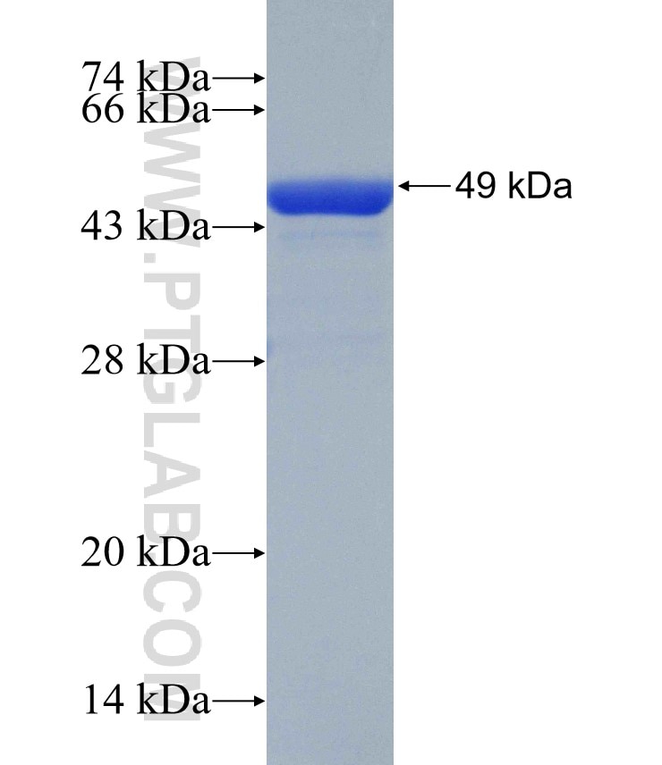 EID1 fusion protein Ag30503 SDS-PAGE EID1 fusion protein Ag30503 SDS-PAGE