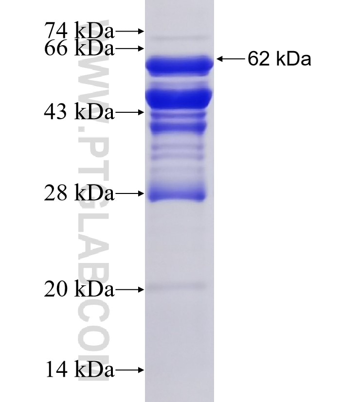 EID1 fusion protein Ag2336 SDS-PAGE