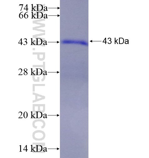 EID2B fusion protein Ag11501 SDS-PAGE