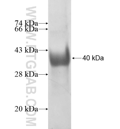 EID3 fusion protein Ag10916 SDS-PAGE