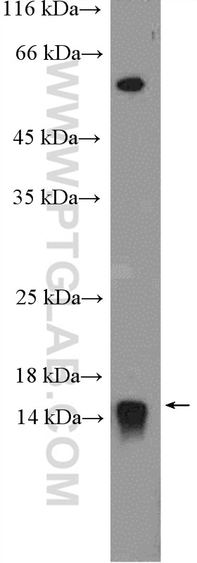 Western Blot (WB) analysis of HeLa cells using EIF1 Polyclonal antibody (15276-1-AP)