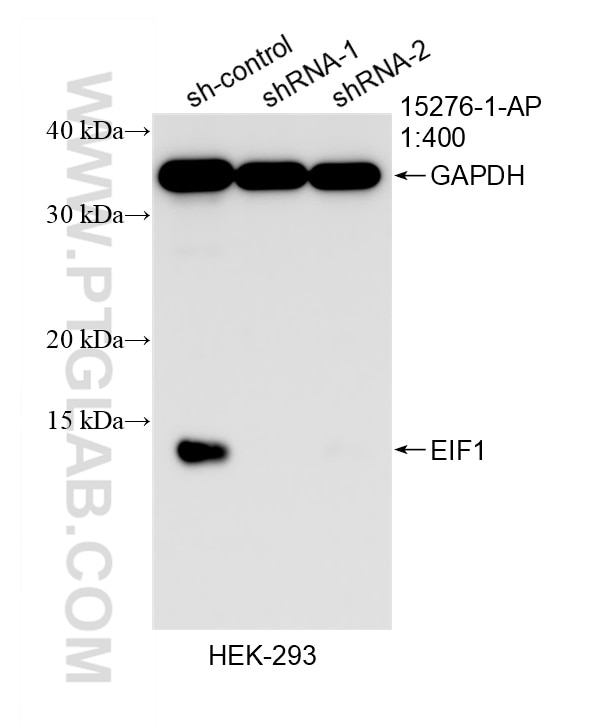 Western Blot (WB) analysis of HEK-293 cells using EIF1 Polyclonal antibody (15276-1-AP)