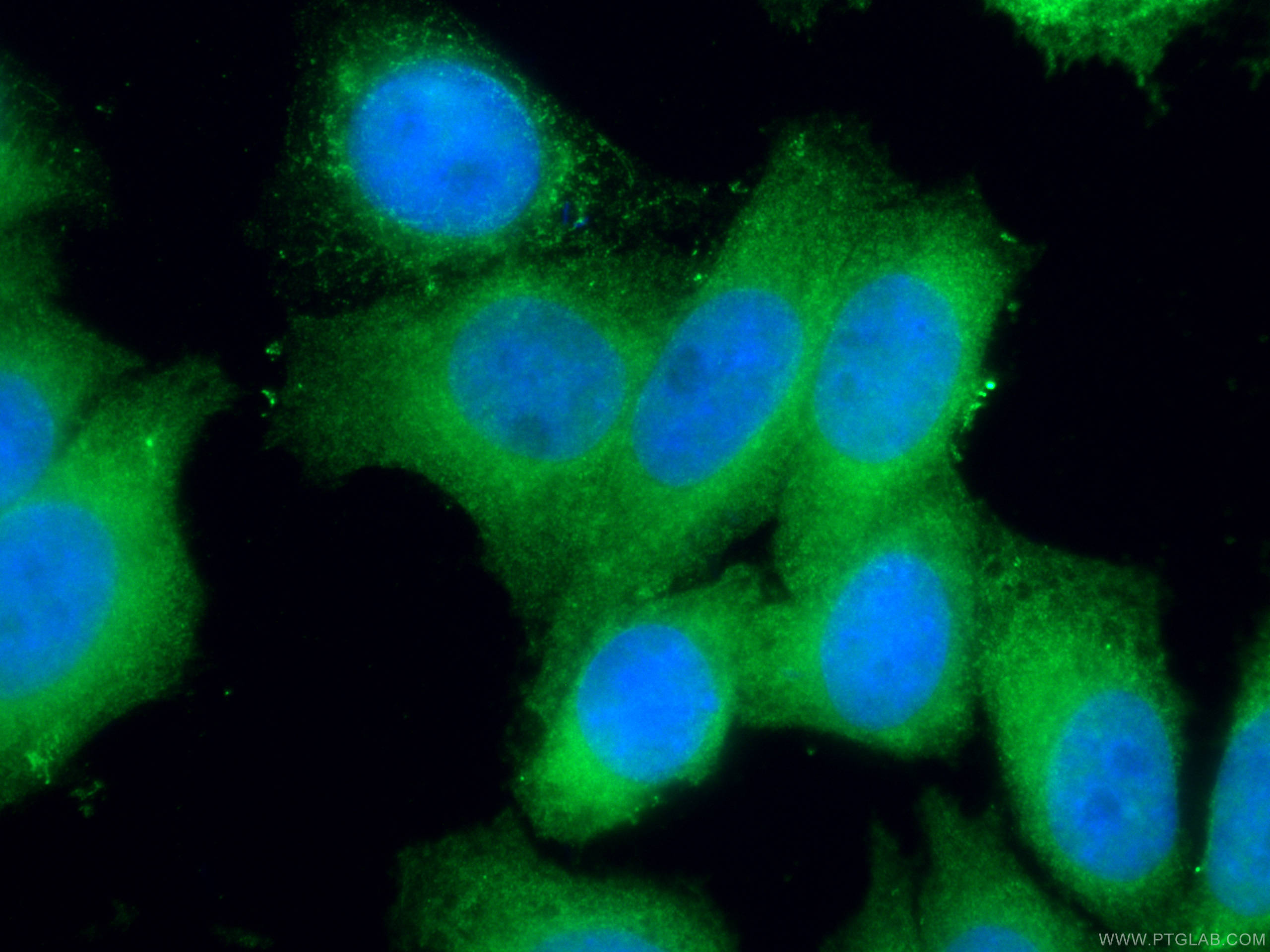 Immunofluorescence (IF) / fluorescent staining of HepG2 cells using EIF1 Monoclonal antibody (67601-1-Ig)