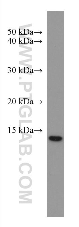 Western Blot (WB) analysis of Jurkat cells using EIF1 Monoclonal antibody (67601-1-Ig)