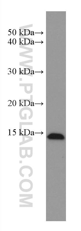Western Blot (WB) analysis of HEK-293 cells using EIF1 Monoclonal antibody (67601-1-Ig)