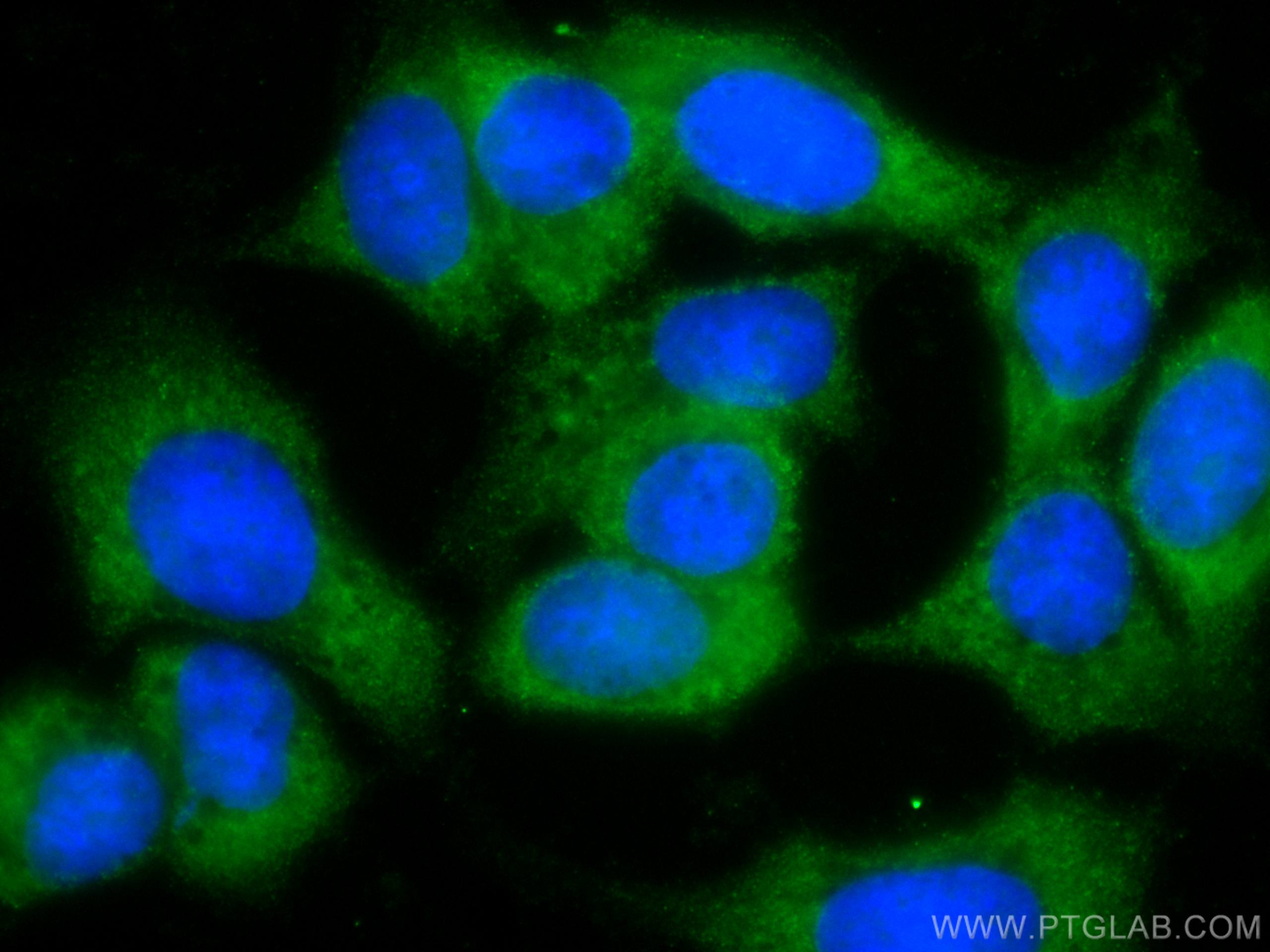 Immunofluorescence (IF) / fluorescent staining of MCF-7 cells using CoraLite® Plus 488-conjugated EIF1 Monoclonal anti (CL488-67601)