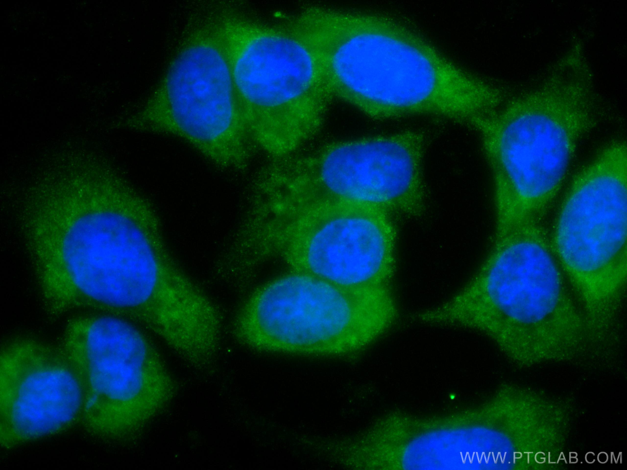 IF Staining of MCF-7 using CL488-67601