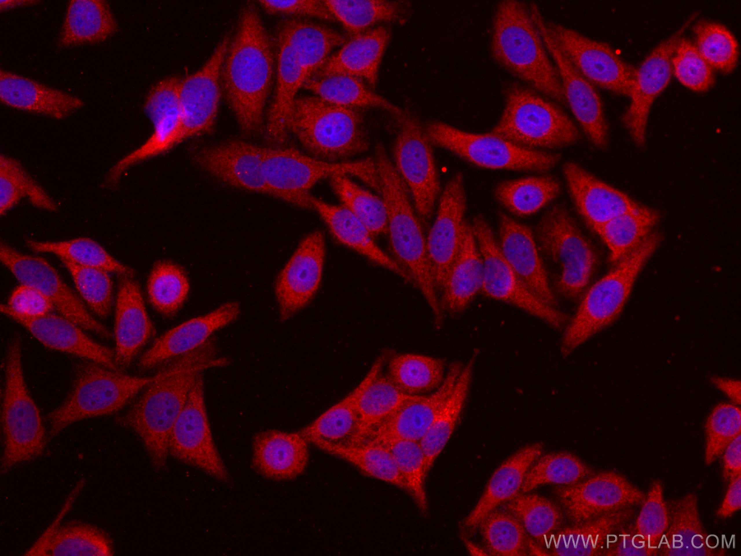 Immunofluorescence (IF) / fluorescent staining of HepG2 cells using CoraLite®594-conjugated EIF1 Monoclonal antibody (CL594-67601)