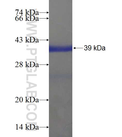 EIF1 fusion protein Ag7394 SDS-PAGE