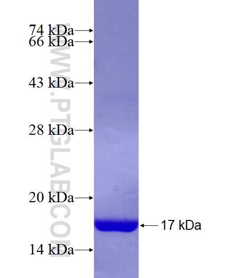 EIF1 fusion protein Ag7843 SDS-PAGE