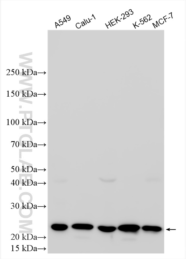WB analysis using 20528-1-AP Western Blot (WB) analysis of various lysates using EIF1AD Polyclonal antibody (20528-1-AP)