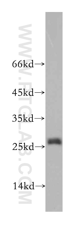 Western Blot (WB) analysis of HEK-293 cells using EIF1AD Polyclonal antibody (20528-1-AP)