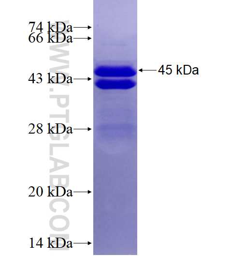 EIF1AD fusion protein Ag14390 SDS-PAGE