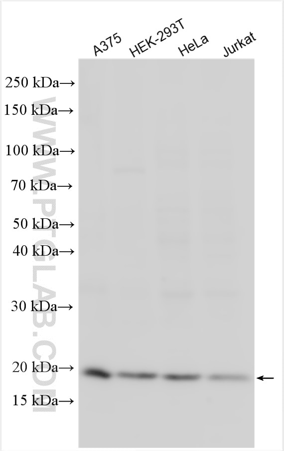 Western Blot (WB) analysis of various lysates using EIF1AX Polyclonal antibody (11649-2-AP)