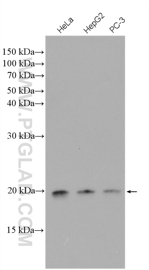 Western Blot (WB) analysis of various lysates using EIF1AX Polyclonal antibody (14654-1-AP)