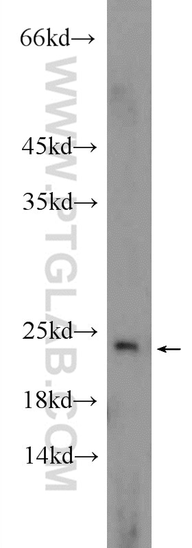 Western Blot (WB) analysis of HepG2 cells using EIF1AX Polyclonal antibody (14654-1-AP)