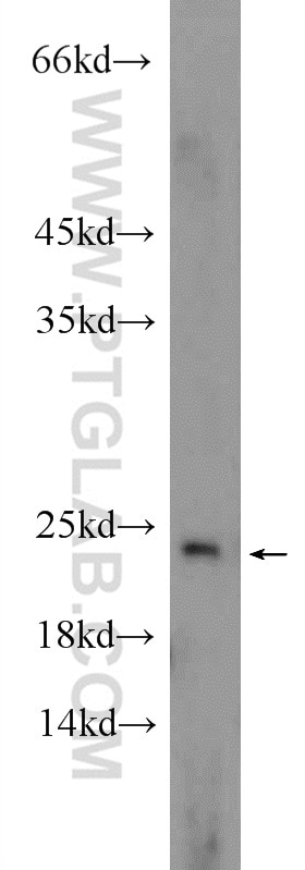 Western Blot (WB) analysis of HepG2 cells using EIF1AX Polyclonal antibody (14654-1-AP)