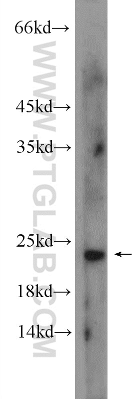 Western Blot (WB) analysis of HepG2 cells using EIF1AX Polyclonal antibody (14654-1-AP)