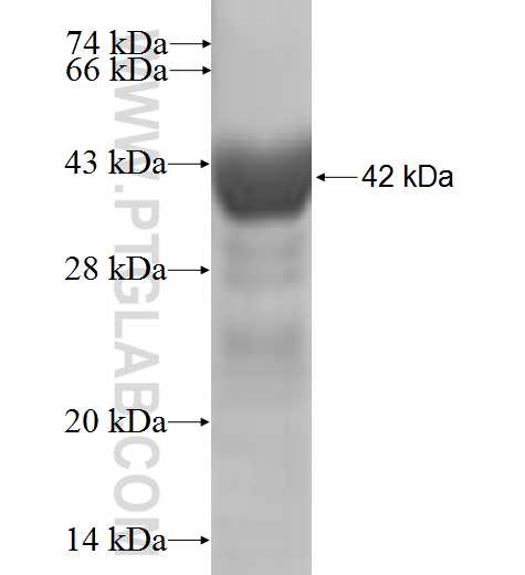 EIF1AX fusion protein Ag6253 SDS-PAGE