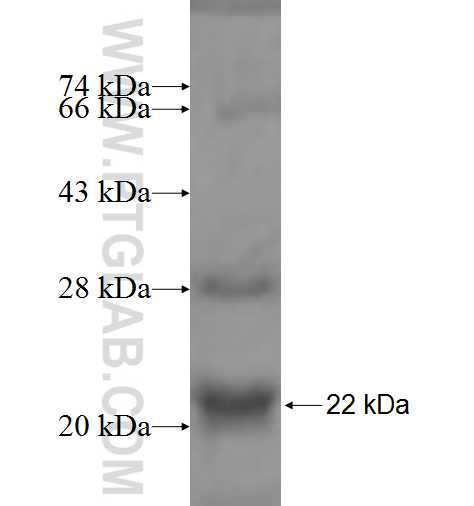EIF1AX fusion protein Ag6375 SDS-PAGE