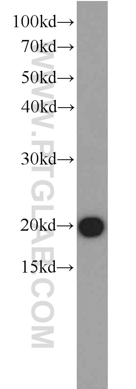 Western Blot (WB) analysis of MCF-7 cells using EIF1AY Polyclonal antibody (11193-1-AP)