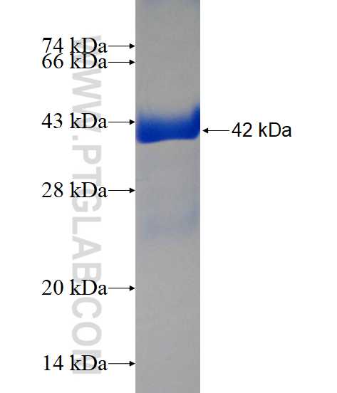 EIF1AY fusion protein Ag1680 SDS-PAGE