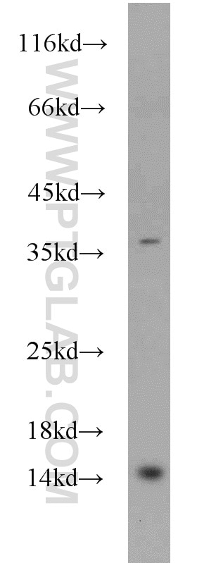 Western Blot (WB) analysis of HepG2 cells using EIF1, EIF1B Polyclonal antibody (15887-1-AP)