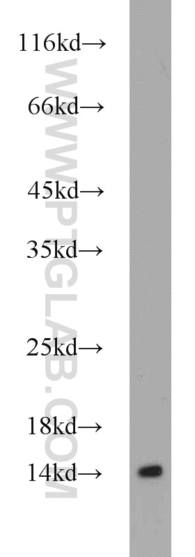 WB analysis of L02 using 15887-1-AP