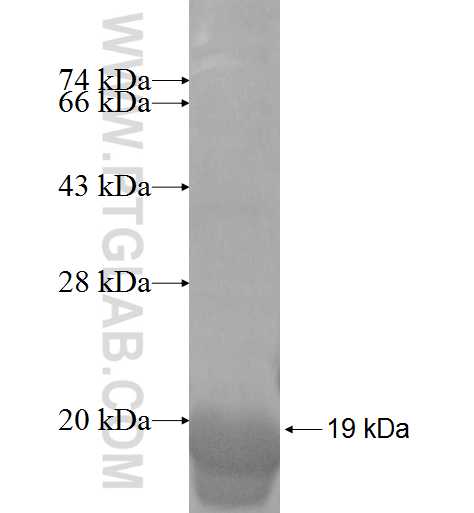 EIF1B fusion protein Ag8556 SDS-PAGE