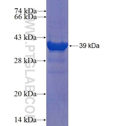 EIF1B fusion protein Ag8673 SDS-PAGE