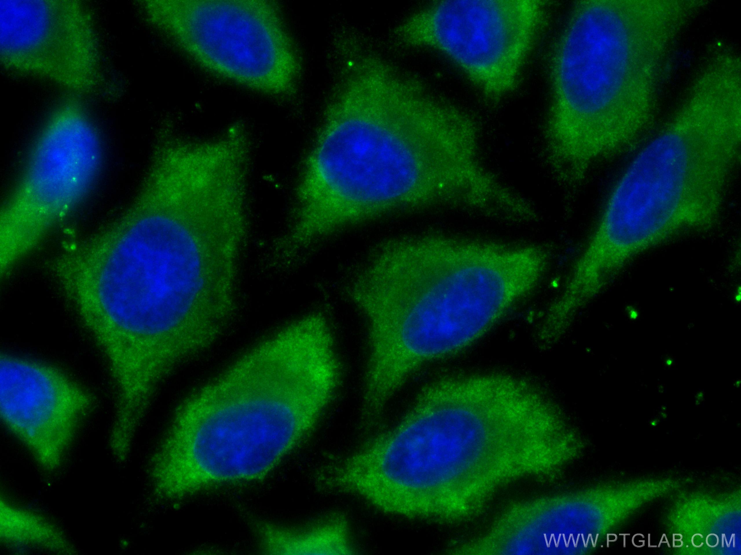 Immunofluorescence (IF) / fluorescent staining of HepG2 cells using EIF2A/CDA02 Polyclonal antibody (11233-1-AP)