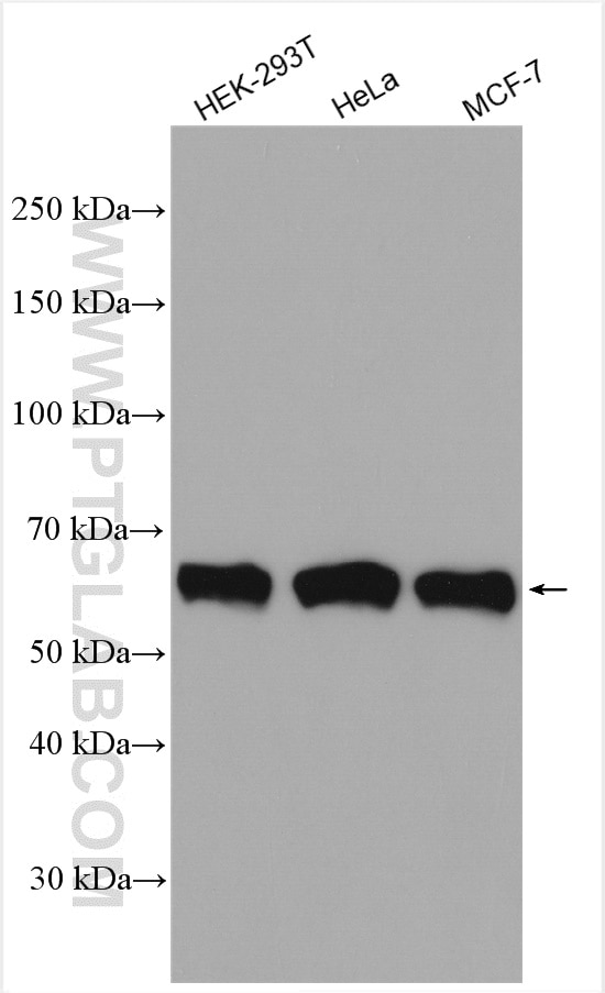 Western Blot (WB) analysis of various lysates using EIF2A/CDA02 Polyclonal antibody (11233-1-AP)