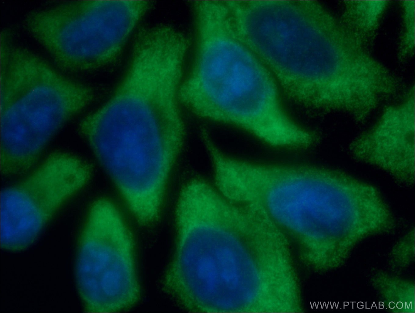 Immunofluorescence (IF) / fluorescent staining of HepG2 cells using EIF2A/CDA02 Monoclonal antibody (66482-1-Ig)
