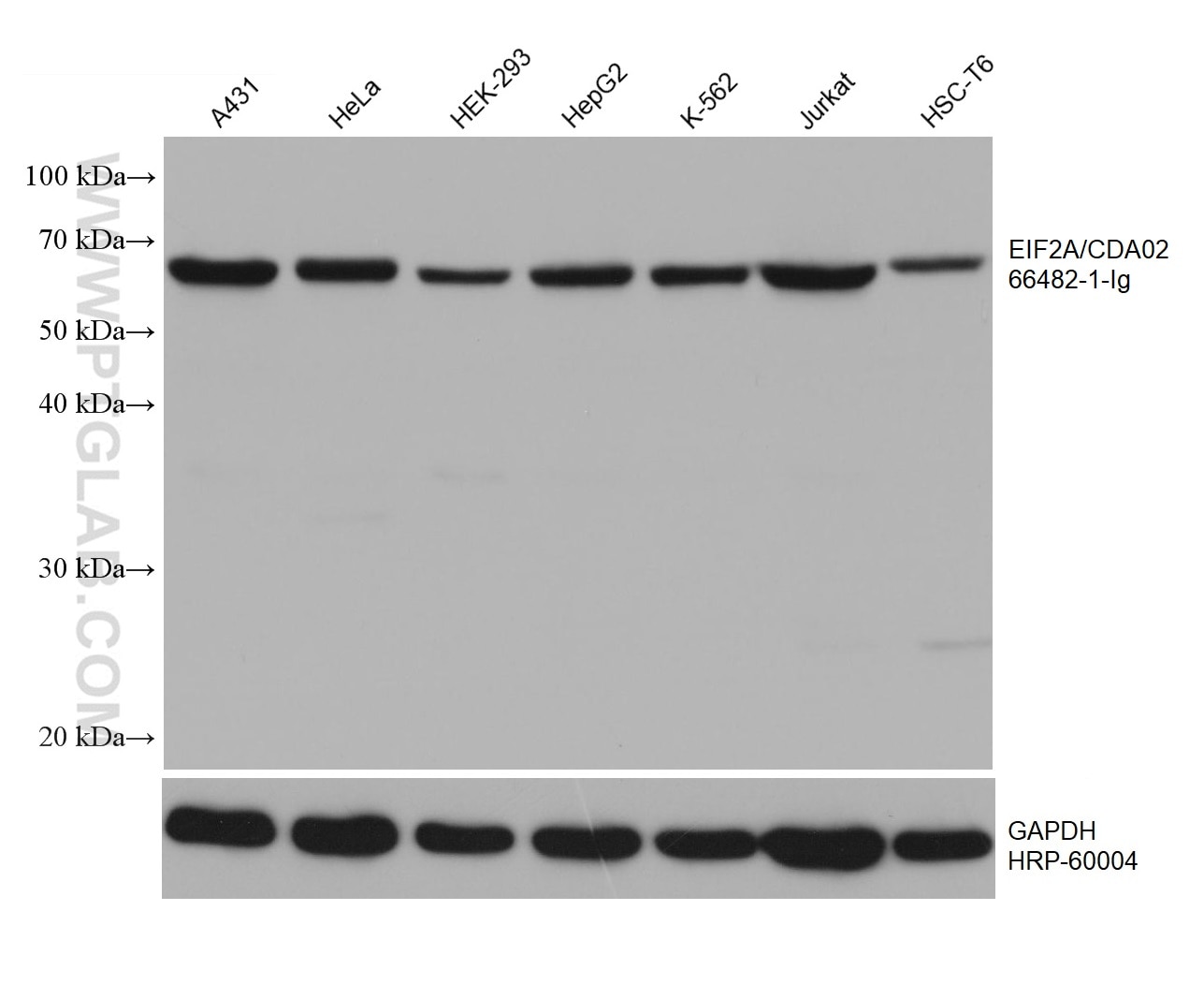 Western Blot (WB) analysis of various lysates using EIF2A/CDA02 Monoclonal antibody (66482-1-Ig)
