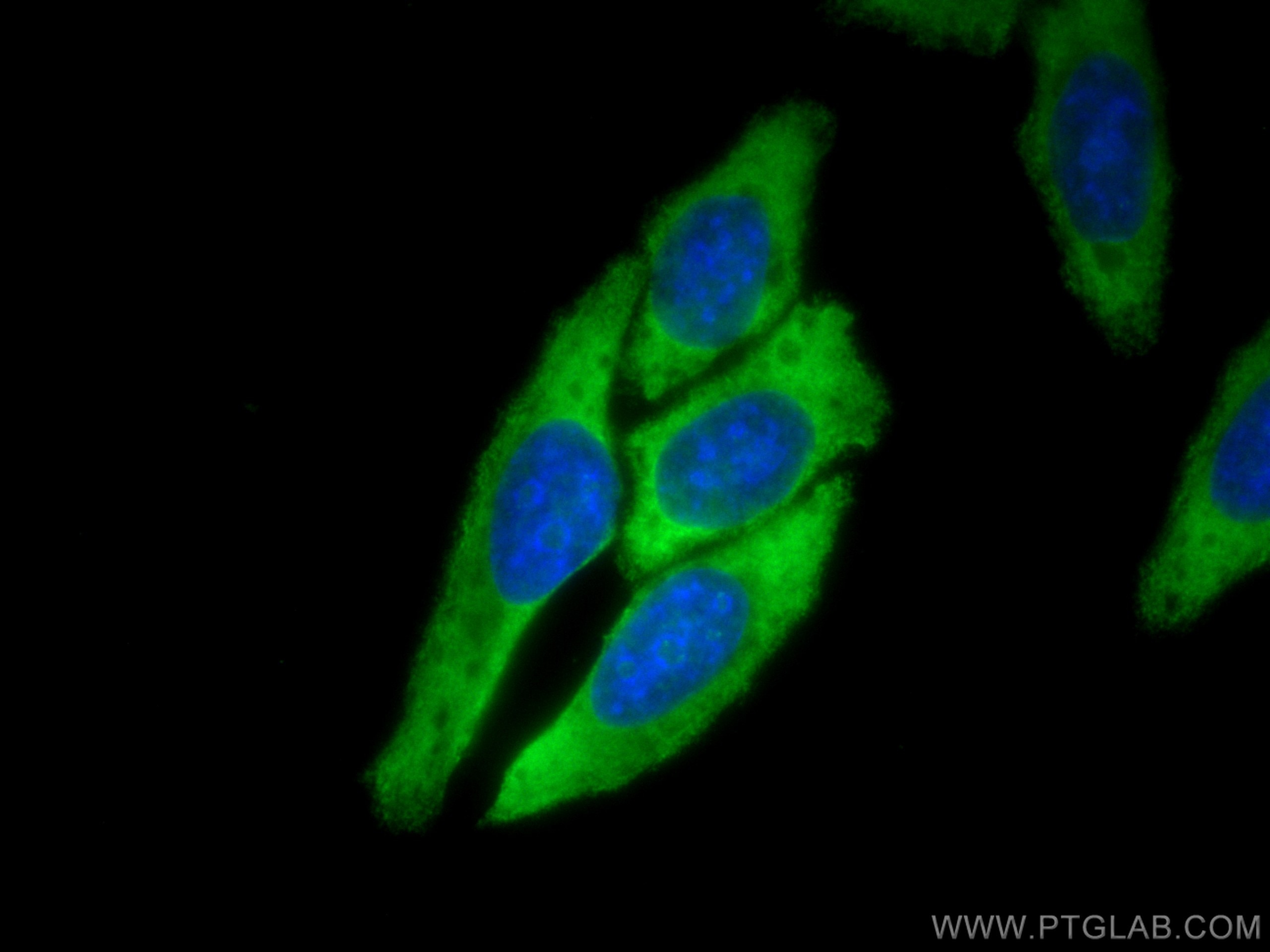 Immunofluorescence (IF) / fluorescent staining of HepG2 cells using CoraLite® Plus 488-conjugated EIF2A/CDA02 Monoclon (CL488-66482)