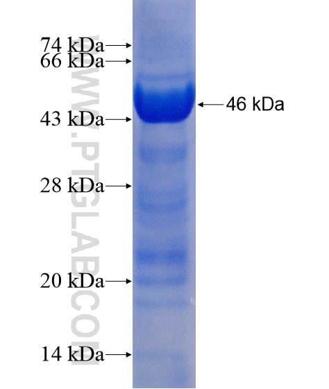 EIF2A fusion protein Ag22041 SDS-PAGE