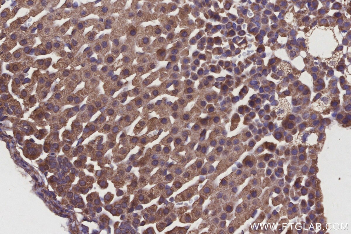 Immunohistochemistry (IHC) staining of mouse adrenal gland tissue using EIF2AK1 Monoclonal antibody (67674-1-Ig)