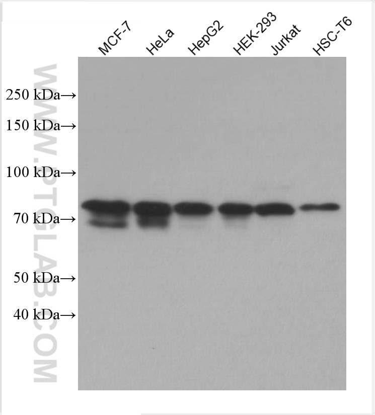 Western Blot (WB) analysis of various lysates using EIF2AK1 Monoclonal antibody (67674-1-Ig)