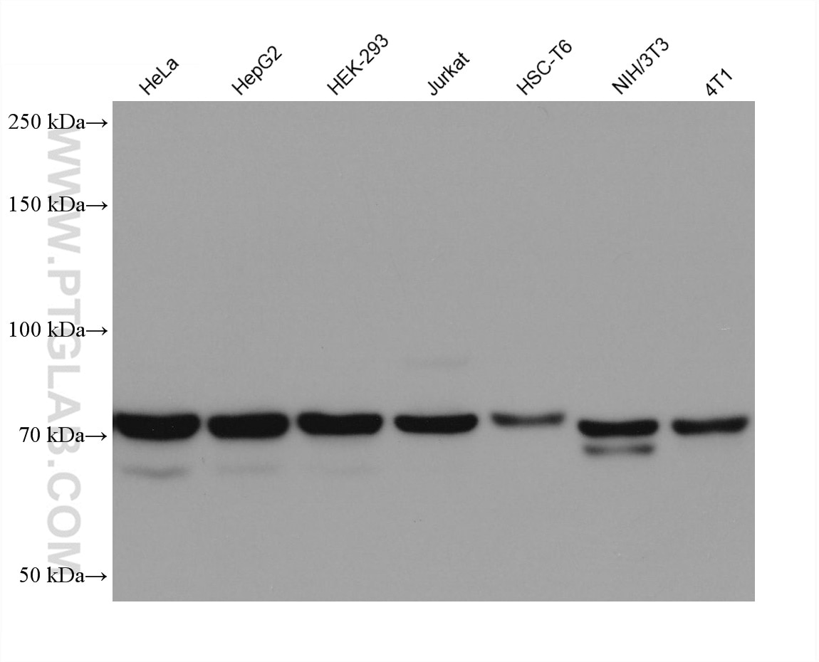 Western Blot (WB) analysis of various lysates using EIF2AK1 Monoclonal antibody (67674-1-Ig)