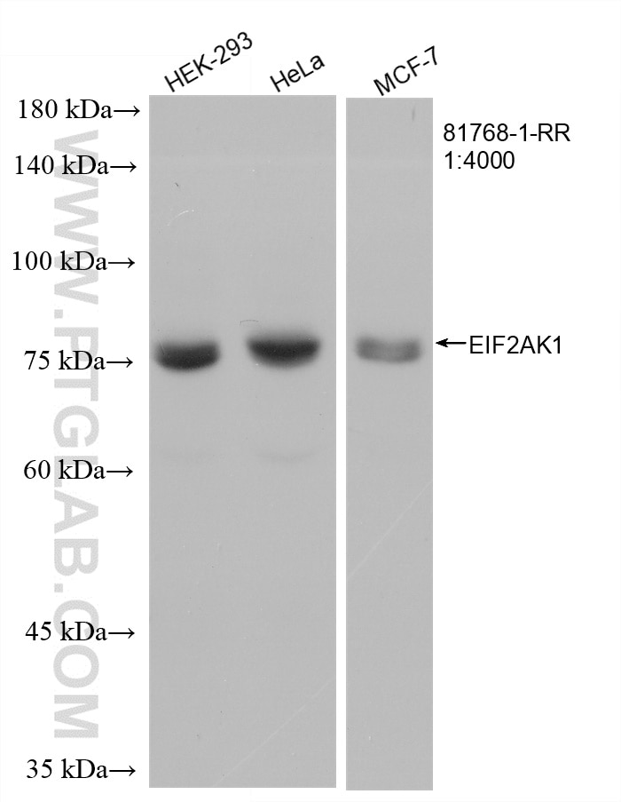 WB analysis of HEK-293 using 81768-1-RR