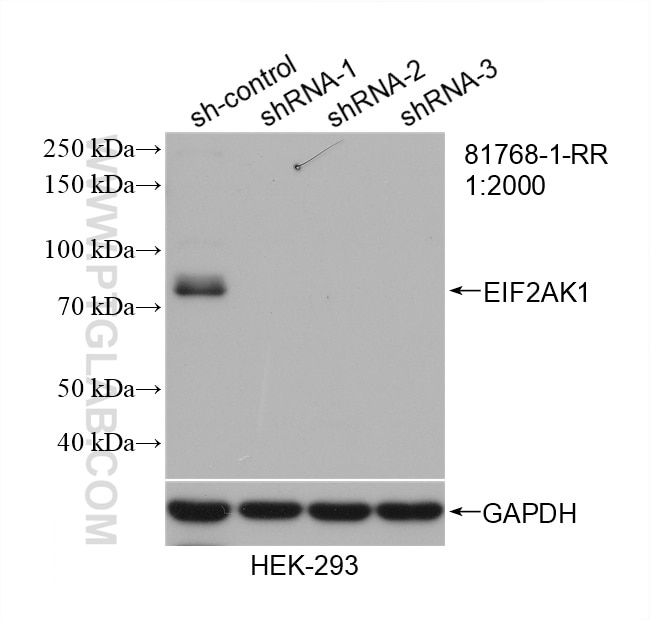 Western Blot (WB) analysis of HEK-293 cells using EIF2AK1 Recombinant antibody (81768-1-RR)