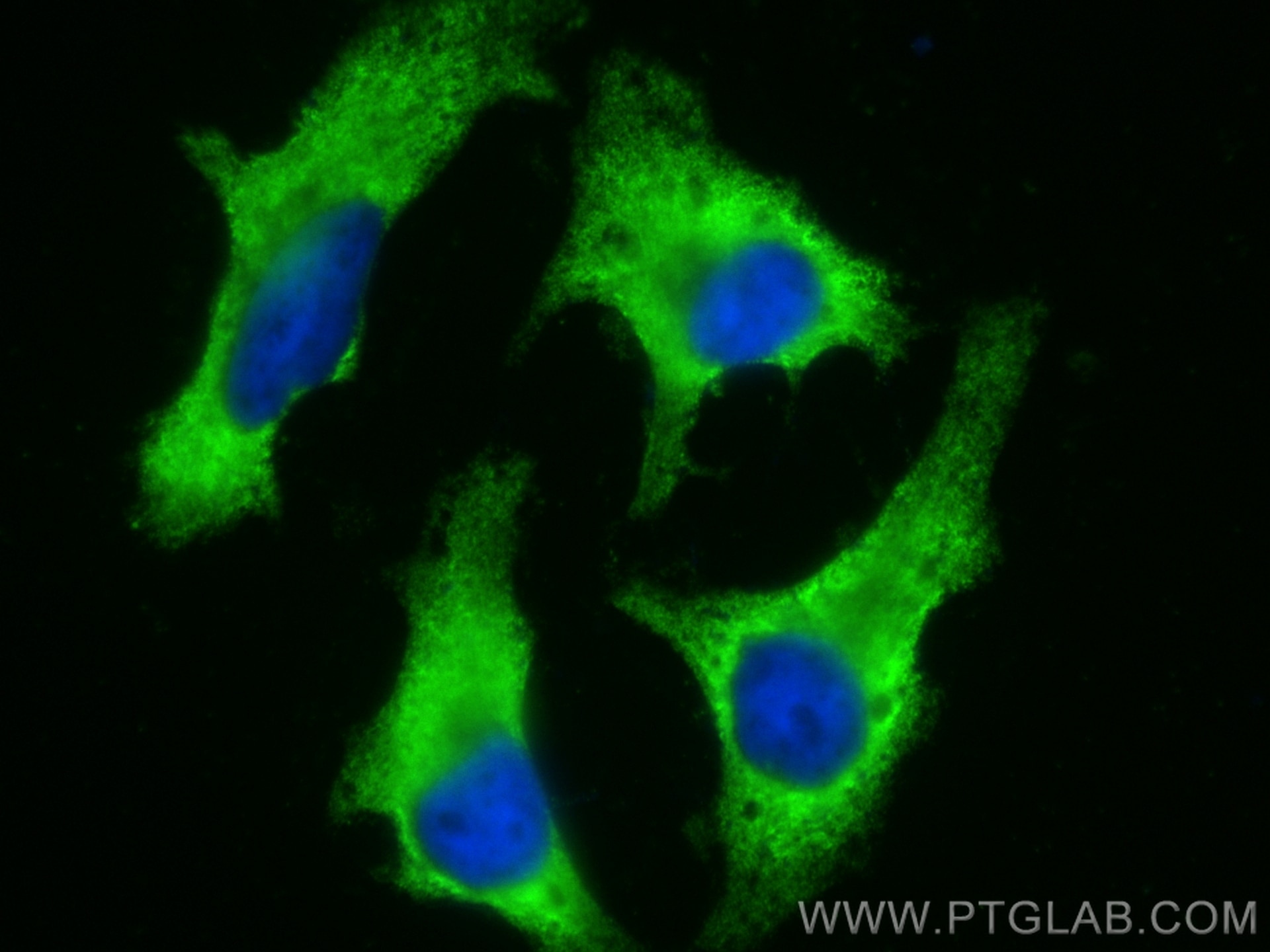 IF Staining of HeLa using CL488-67674