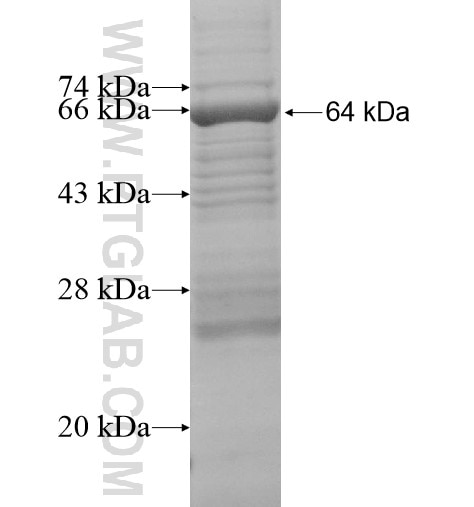 EIF2AK1 fusion protein Ag14236 SDS-PAGE
