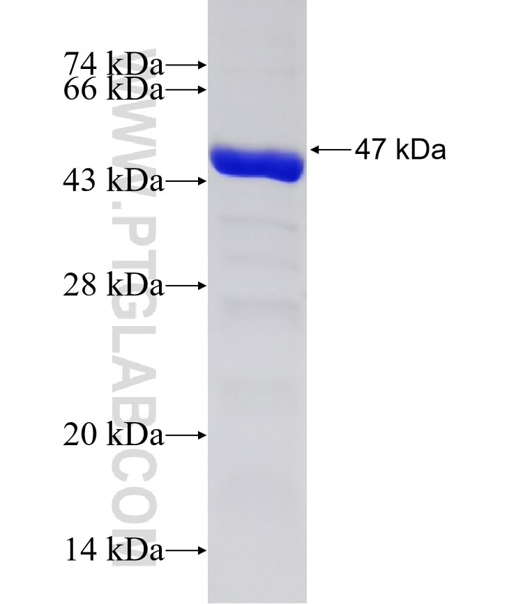 EIF2AK1 fusion protein Ag16970 SDS-PAGE
