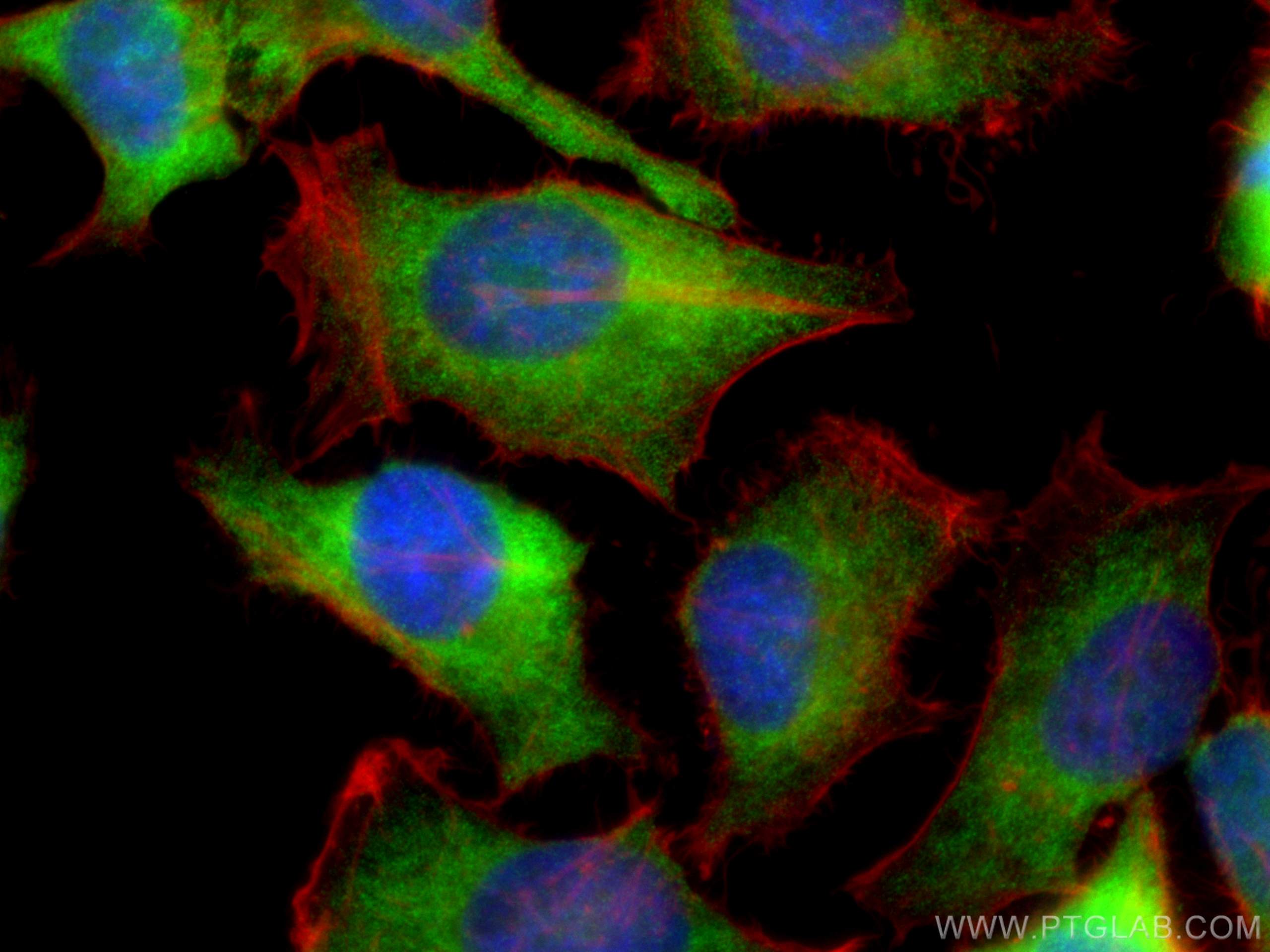 Immunofluorescence (IF) / fluorescent staining of HeLa cells using EIF2AK2, PKR Polyclonal antibody (18244-1-AP)
